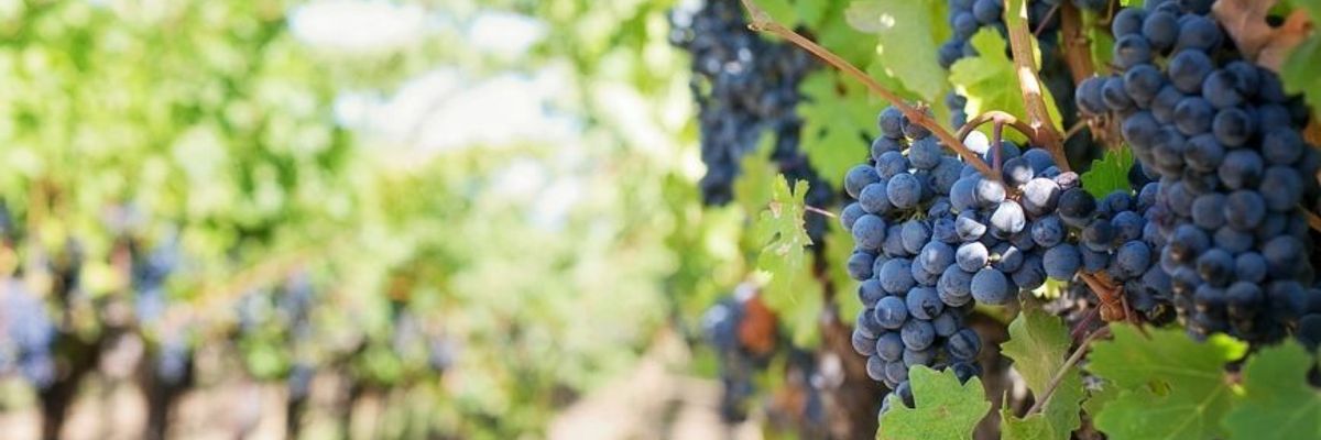 СОМЕЛЬЄ БЛОГ: Історія виноградної лози - це історія людства. фото